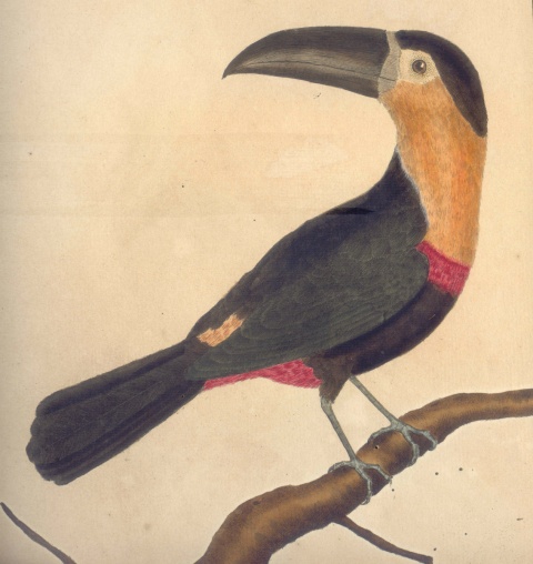 Representação iconográfica do tucano-do-bico-preto na Histoire naturelle des oiseaux, de Georges Louis Leclerc, conde de Buffon.